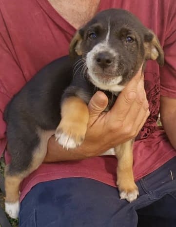 Rescue Charlies Friend's dog adoption