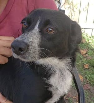 Rescue Charlies Friend's dog adoption